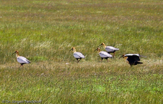 Schwarzzügelibis (2 von 15).jpg